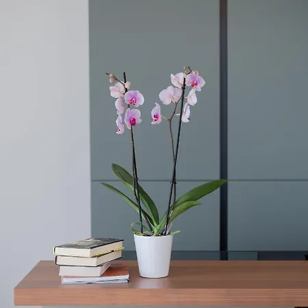 La Matta Apartments&luxury San Remo