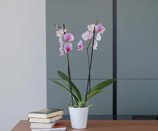 La Matta And Luxury Σαν Ρέμο